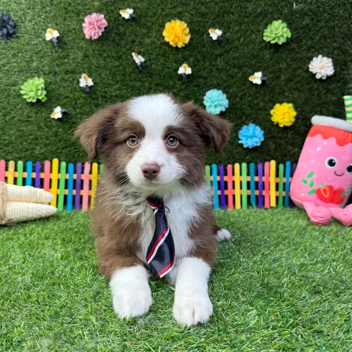 Male Mini Aussie puppy named Max for sale at Puppy Dreams - Carrollton.