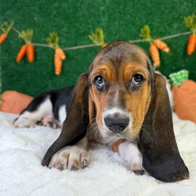 Male Basset Hound puppy named Beau for sale at Puppy Dreams - Garland.