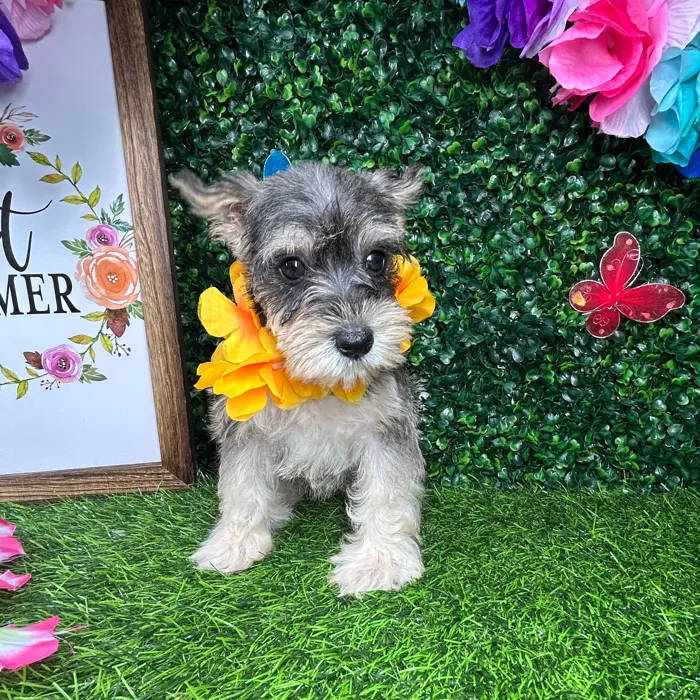 Female Mini Schnauzer puppy named *Ruby* for sale at Puppy Dreams - Mansfield.