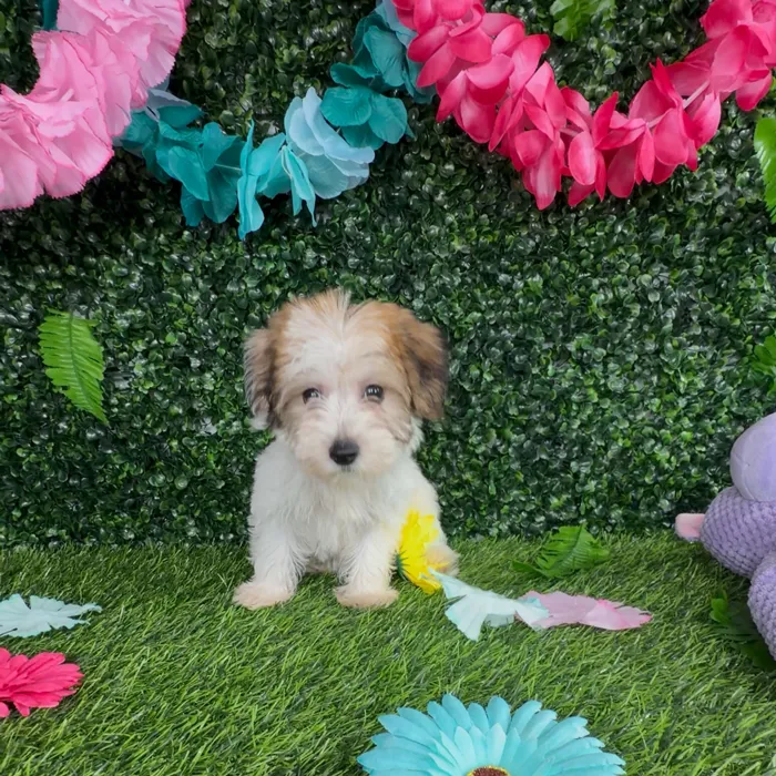 Female Yochon puppy named Sabertooth for sale at Puppy Dreams - Denton.