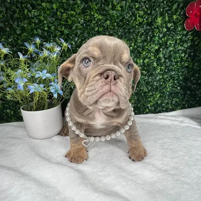 Female English Bulldog puppy named *Daisy* for sale at Puppy Dreams - Mansfield.
