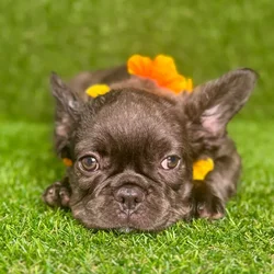 car_main_img_/media/ap_media/pets/JDCKHUAFBPGE131391.webp.250x250_q85.webp