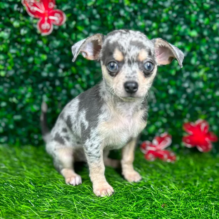 Male Chihuahua puppy named *Smores* for sale at Puppy Dreams - Mansfield.