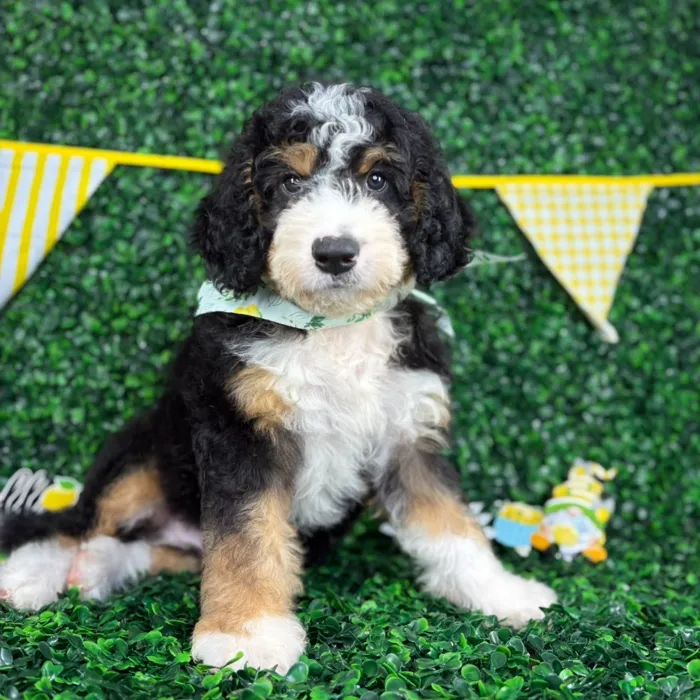 Male Bernedoodle puppy named Benny for sale at Puppy Dreams - North Richland Hills.