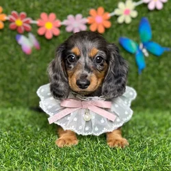 car_main_img_/media/ap_media/pets/JEVQDRDNTFNT123510.webp.250x250_q85.webp