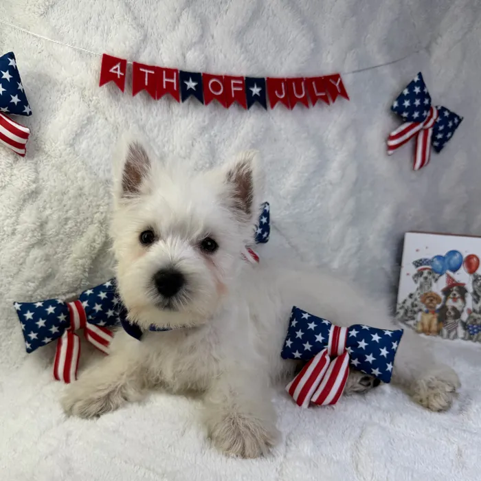 Male West Highland White Terrier puppy named Duke for sale at Puppy Dreams - Garland.