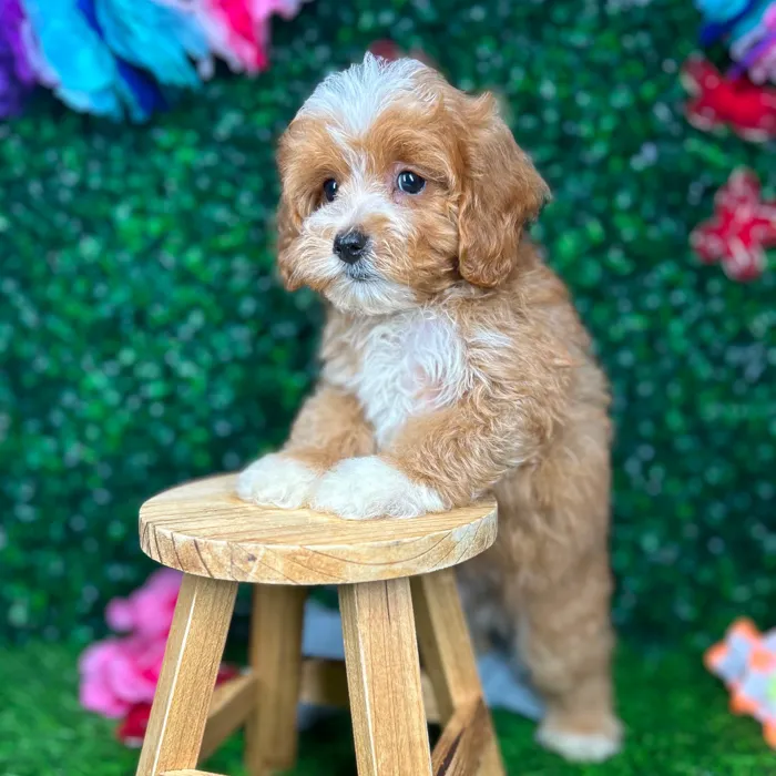 Male Cavapoo puppy named *Birch* for sale at Puppy Dreams - Mansfield.