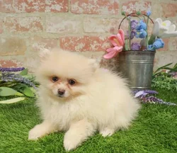 Female Pomeranian puppy for sale at Puppy Dreams - Arlington.