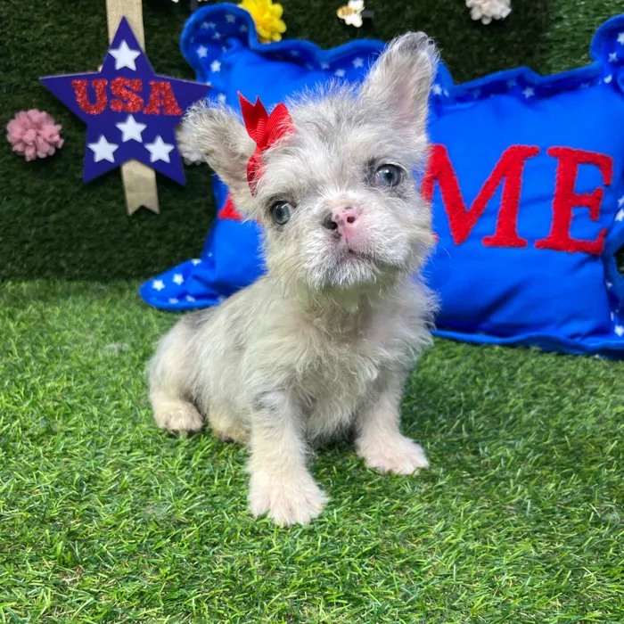 Female Fluffy French Bulldog puppy named Furby for sale at Puppy Dreams - Carrollton.