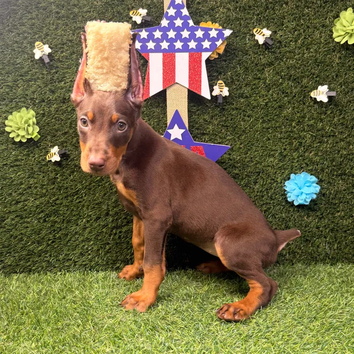 Female Doberman Pinscher puppy named Zara for sale at Puppy Dreams - Carrollton.