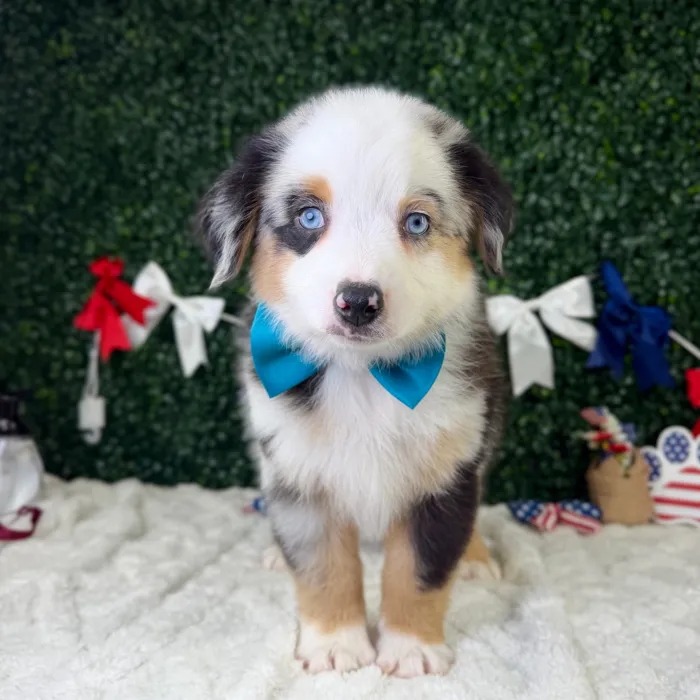 Male Mini Aussie puppy named Maverick for sale at Puppy Dreams - Garland.