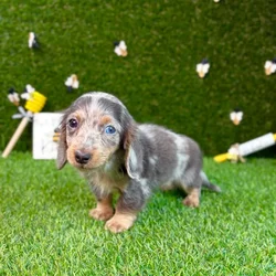 car_main_img_/media/ap_media/pets/JGZIMDMCCEWD120349.webp.250x250_q85.webp