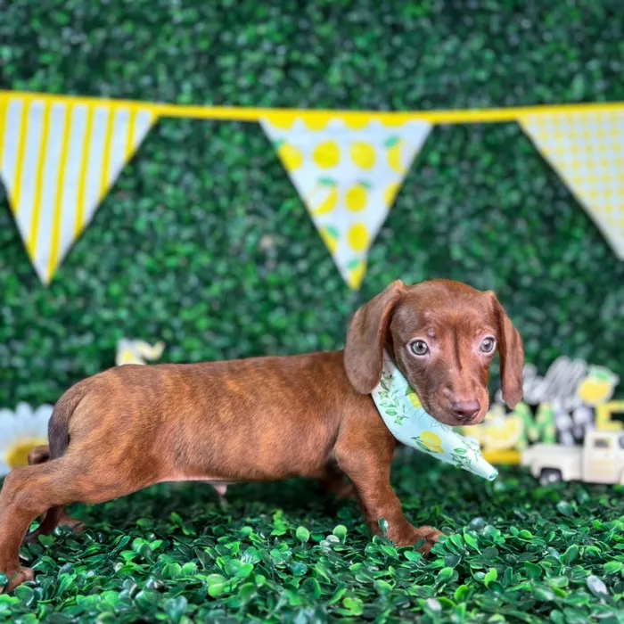 Male Dachshund puppy named Tucker for sale at Puppy Dreams - North Richland Hills.