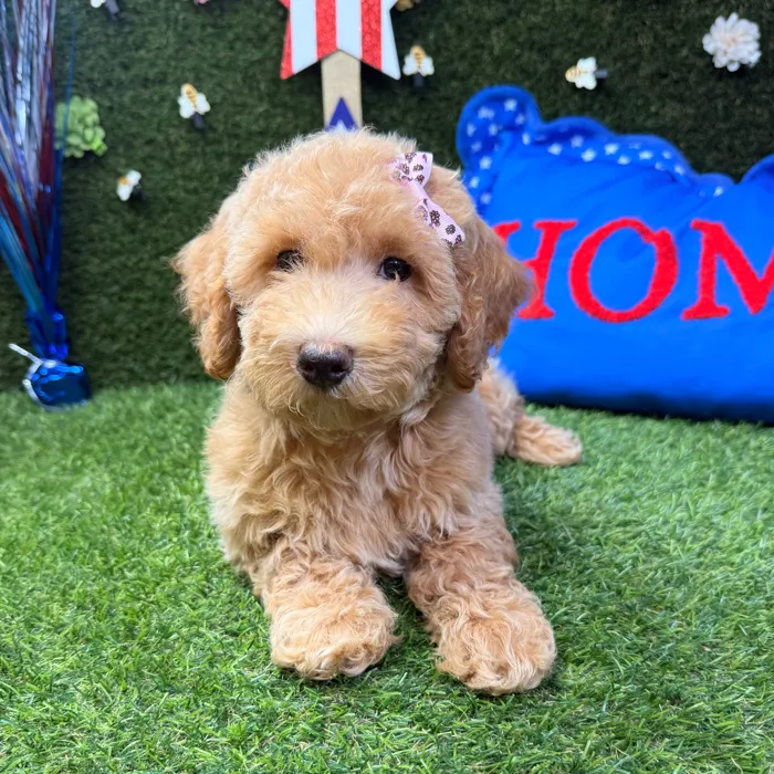 Female Mini Goldendoodle puppy named Sophie for sale at Puppy Dreams - Carrollton.