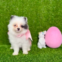 car_main_img_/media/ap_media/pets/JIFASKXMIOML115912.webp.250x250_q85.webp