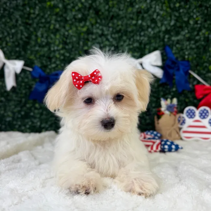Female Maltese puppy named Blossom for sale at Puppy Dreams - Garland.