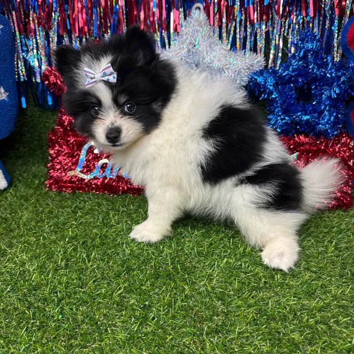 Female Pomsky puppy named Diggy for sale at Puppy Dreams - Arlington.