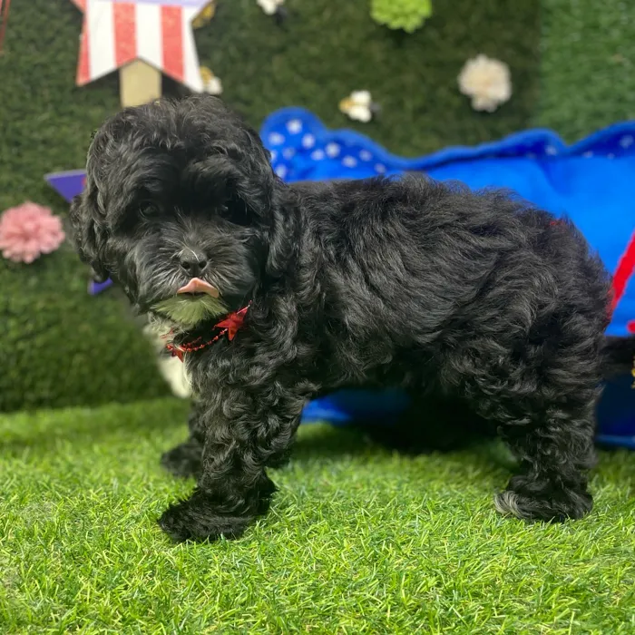 Male Shipoo puppy named Augie for sale at Puppy Dreams - Carrollton.