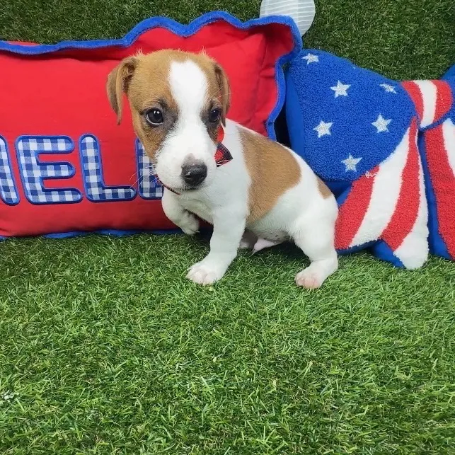 Male Jack Russell Terrier puppy named Resses for sale at Puppy Dreams - Arlington.