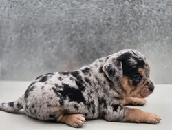 car_main_img_/media/ap_media/pets/JLXTCFUWWBKC122460.webp.250x250_q85.webp
