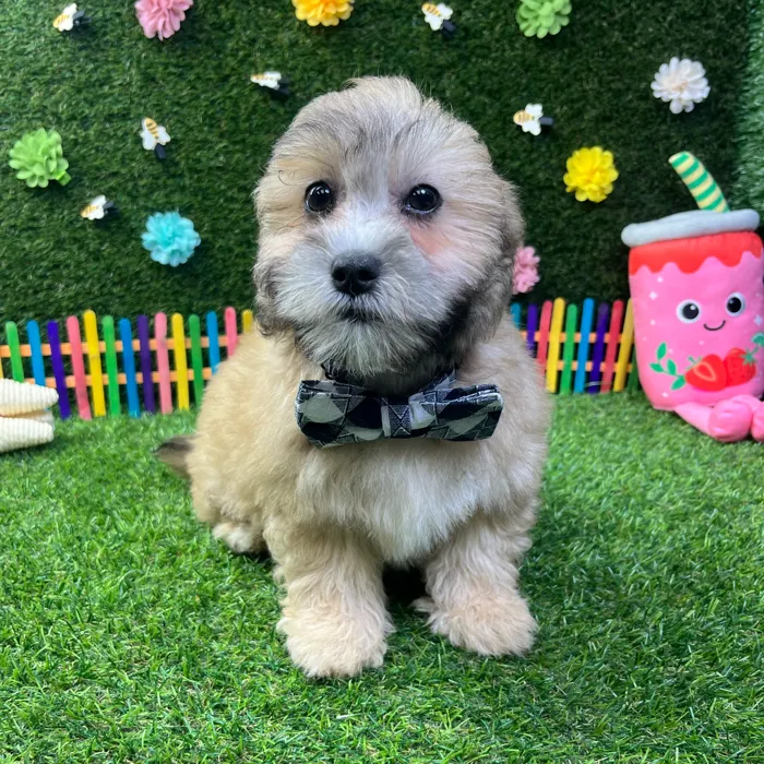 Male Shizapoo puppy named Otis for sale at Puppy Dreams - Carrollton.