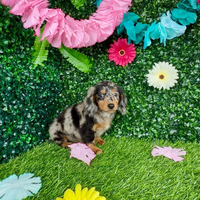 Male Dachshund puppy named Dylan for sale at Puppy Dreams - Denton.