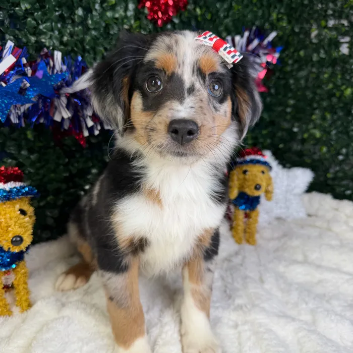 Female Mini Aussie puppy named Sophia for sale at Puppy Dreams - Garland.