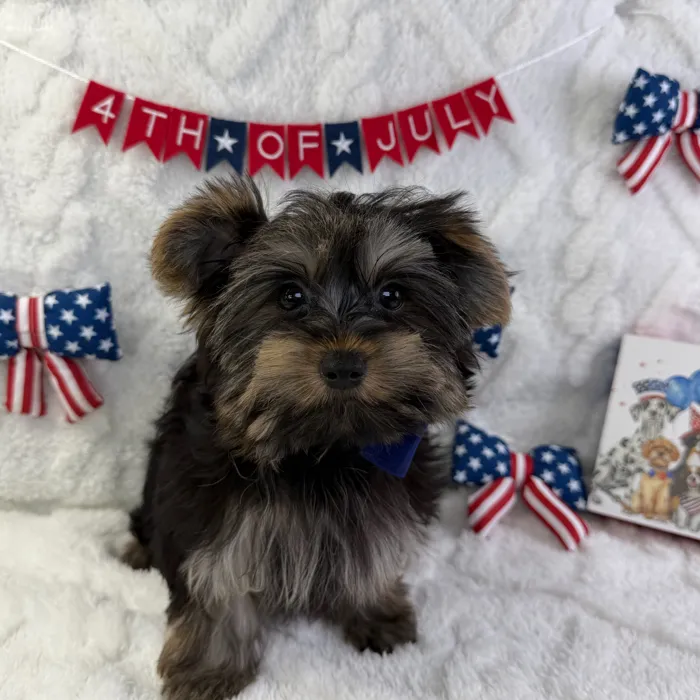 Male Yorkie puppy named Waffles for sale at Puppy Dreams - Garland.
