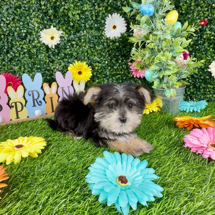 Male Morkie puppy named Dazzle for sale at Puppy Dreams - Denton.