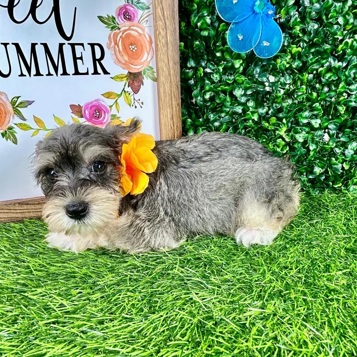Female Mini Schnauzer puppy named *Ruby* for sale at Puppy Dreams - Mansfield.
