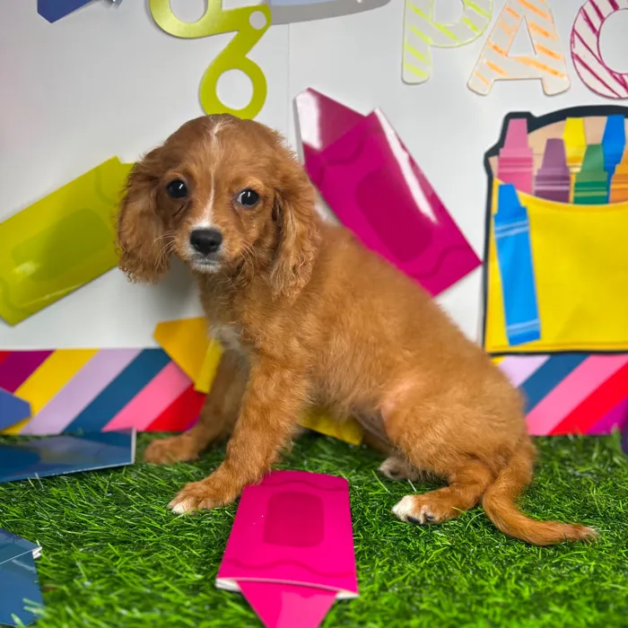 Female Cavapoo puppy named *Mrs. Parks* for sale at Puppy Dreams - Mansfield.