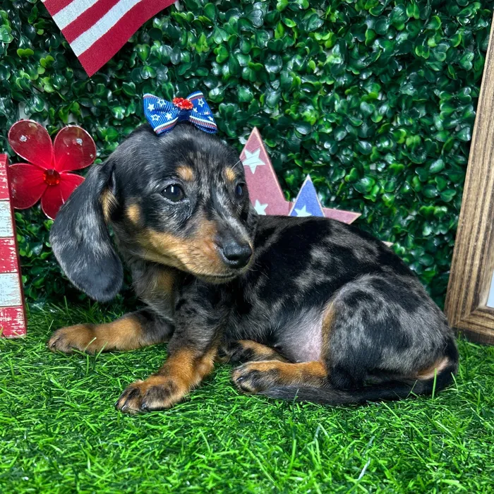 Female Dachshund puppy named *Sparkle* for sale at Puppy Dreams - Mansfield.