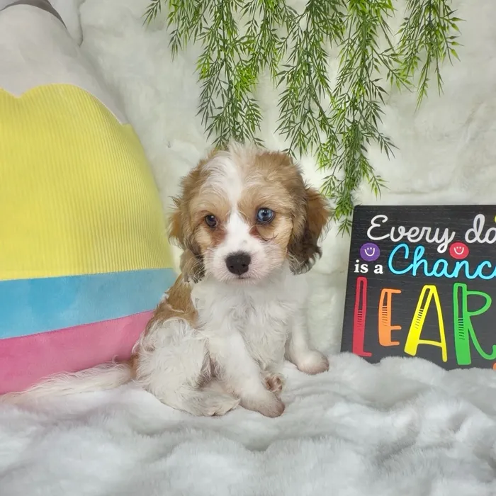 Female Cavachon puppy named Penn for sale at Puppy Dreams - Denton.