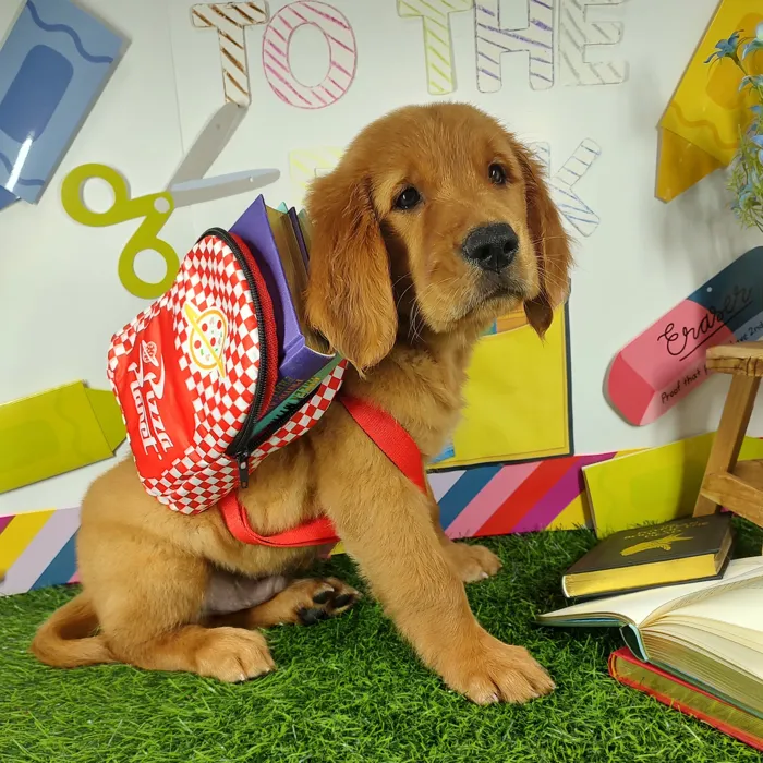 Male Golden Retriever puppy named *Superintendent* for sale at Puppy Dreams - Mansfield.