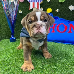 Male English Bulldog puppy named Waffle for sale at Puppy Dreams - Carrollton.