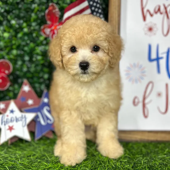 Male Mini Poodle puppy named *Maverick* for sale at Puppy Dreams - Mansfield.