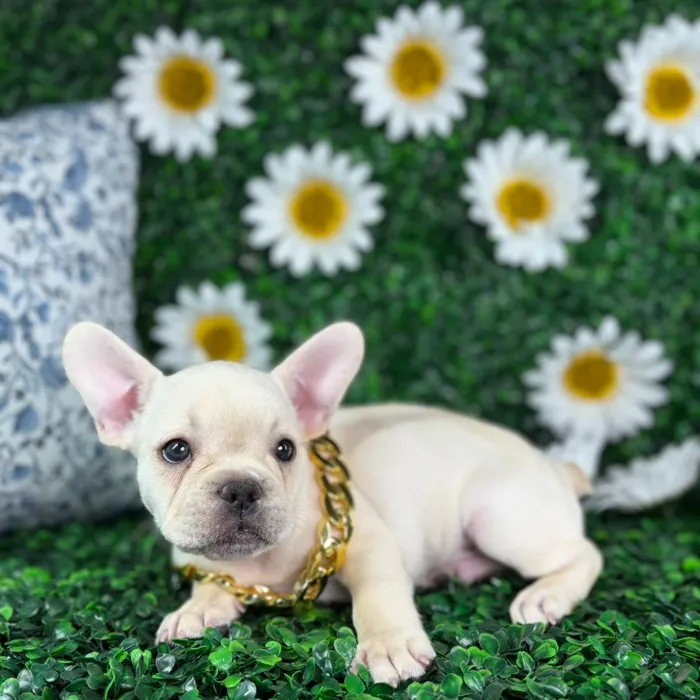 Male French Bulldog puppy named Atlas for sale at Puppy Dreams - North Richland Hills.