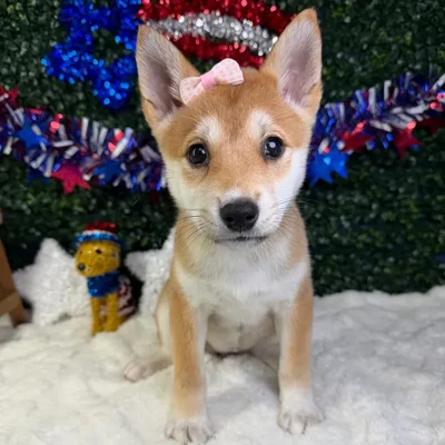 Female Shiba Inu puppy named Sasha for sale at Puppy Dreams - Garland.