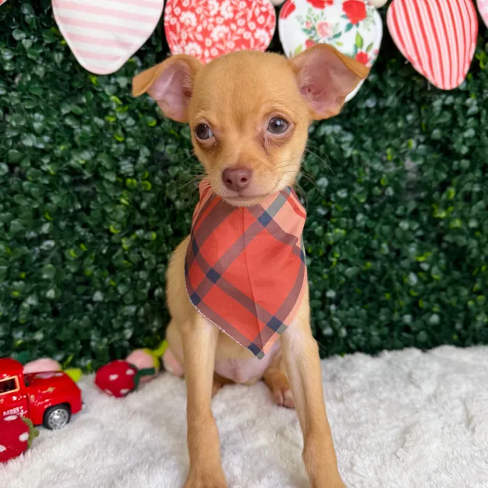 Male Chihuahua puppy named Toby for sale at Puppy Dreams - Garland.