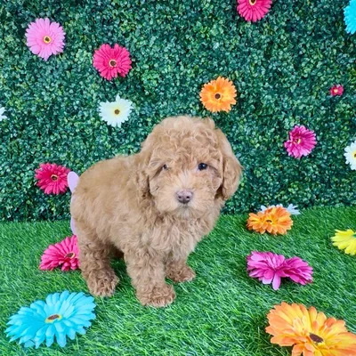 Female Bichon-Poodle puppy named Salsa for sale at Puppy Dreams - Denton.