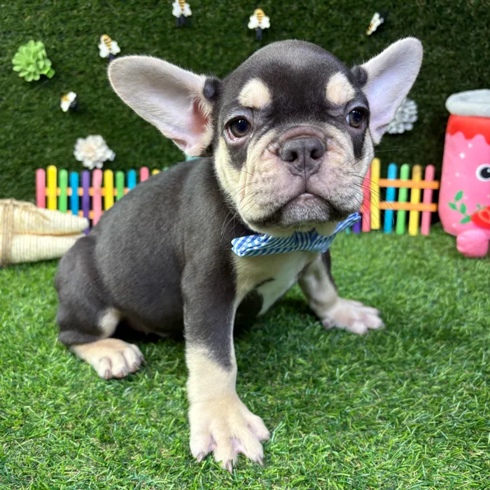 Male French Bulldog puppy named Cosmo for sale at Puppy Dreams - Carrollton.