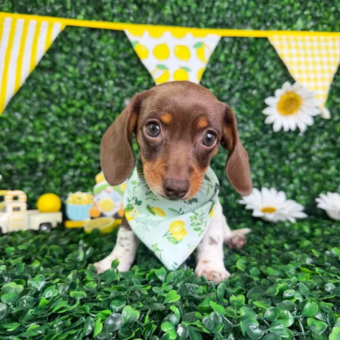 Female Dachshund puppy named Willow for sale at Puppy Dreams - North Richland Hills.
