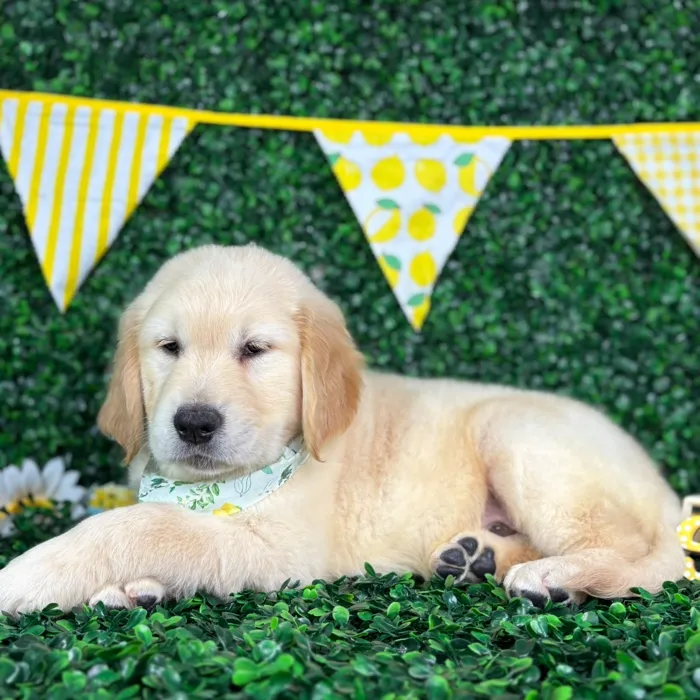 Male Golden Retriever puppy named Buddy for sale at Puppy Dreams - North Richland Hills.