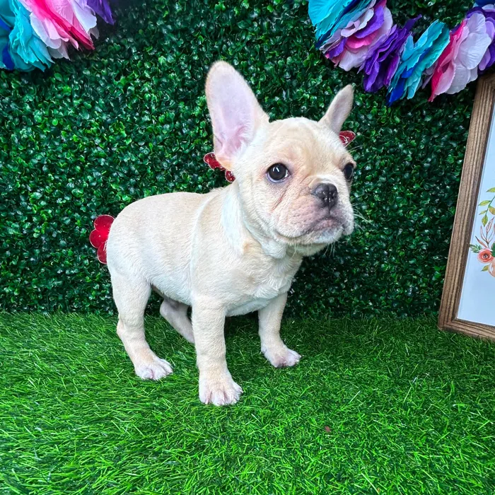 Male French Bulldog puppy named *Harold for sale at Puppy Dreams - Mansfield.