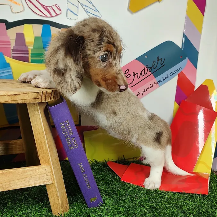 Female Dachshund puppy named *Running Man* for sale at Puppy Dreams - Mansfield.