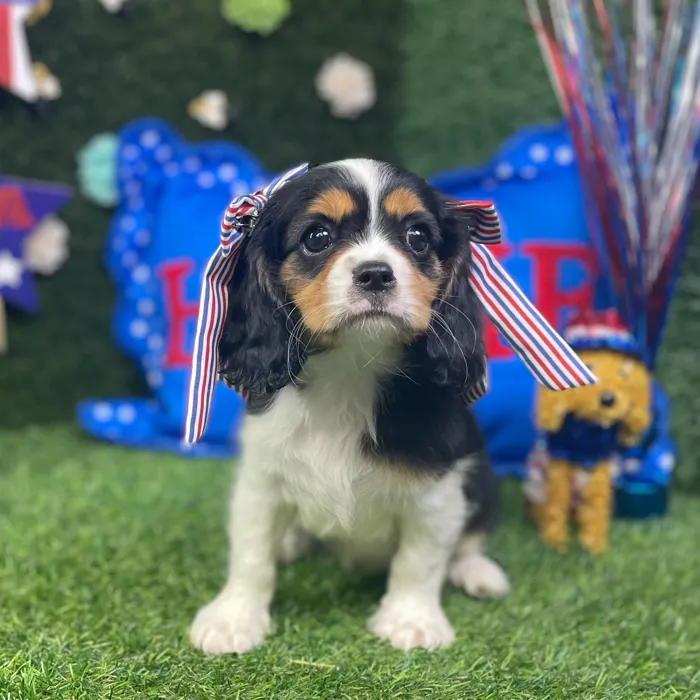 Female Cavalier King Charles Spaniel puppy named Olive for sale at Puppy Dreams - Carrollton.