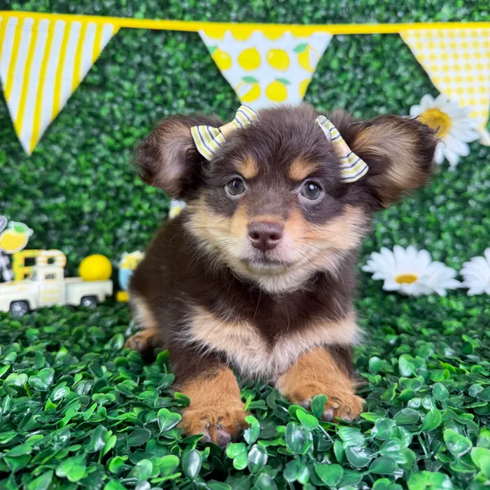 Female Pomeranian/Dachshund puppy named Lucy for sale at Puppy Dreams - North Richland Hills.