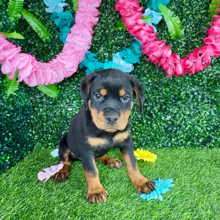 Male Rottweiler puppy named Brad Pitt for sale at Puppy Dreams - Denton.