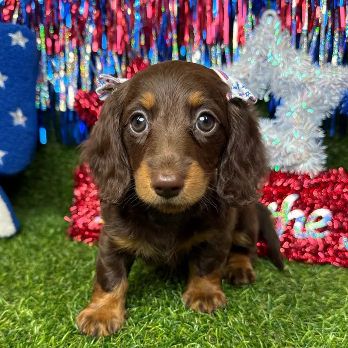 Female Dachshund puppy named Ziggy for sale at Puppy Dreams - Arlington.
