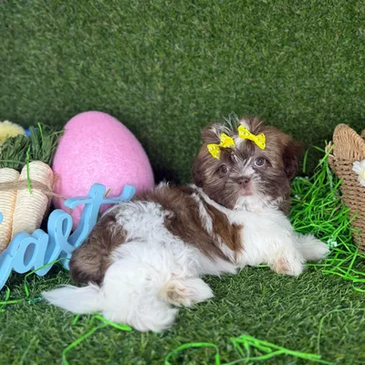 Female Shih Tzu puppy named Suki for sale at Puppy Dreams - Arlington.